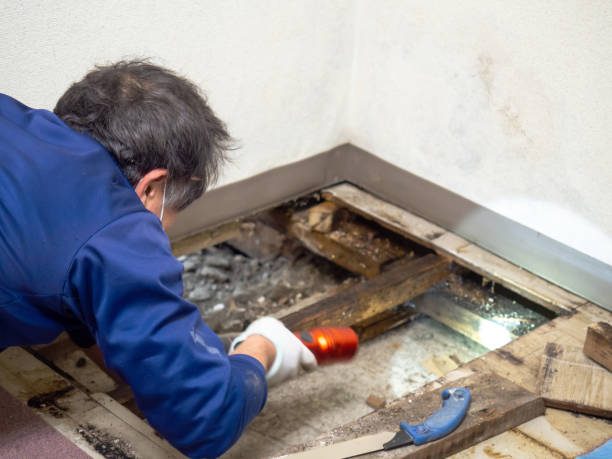 Best Commercial Mold Removal  in Pu, HI