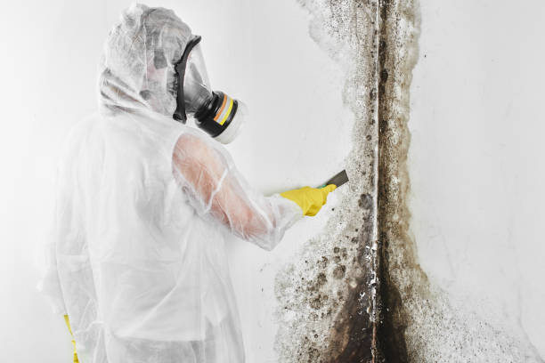 Professional Mold Removal in Puhi, HI