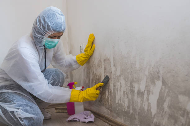 Best Toxic Mold Removal  in Pu, HI