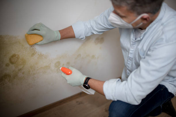 Best Office Mold Removal Services  in Pu, HI