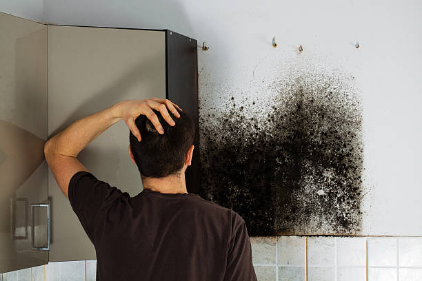 Home Mold Removal in Puhi, HI