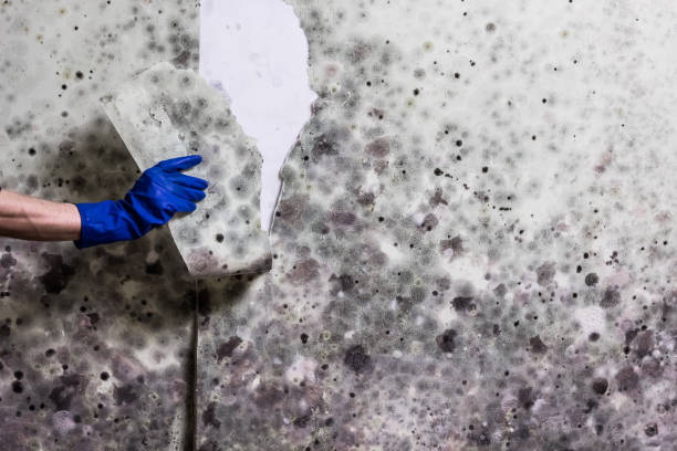 Best Residential Mold Removal  in Pu, HI